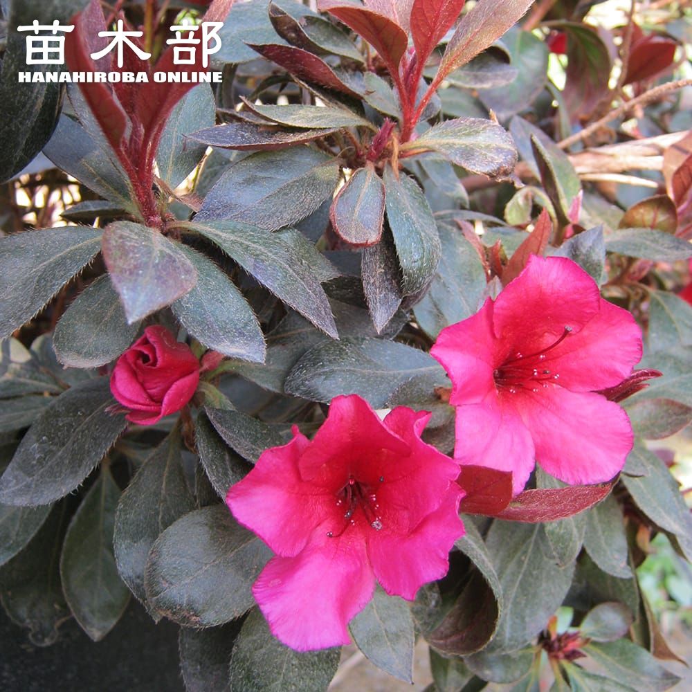 ツツジ 赤葉 3 5号ポット苗 ハナヒロバリュー 苗木部 本店 By 花ひろばオンライン