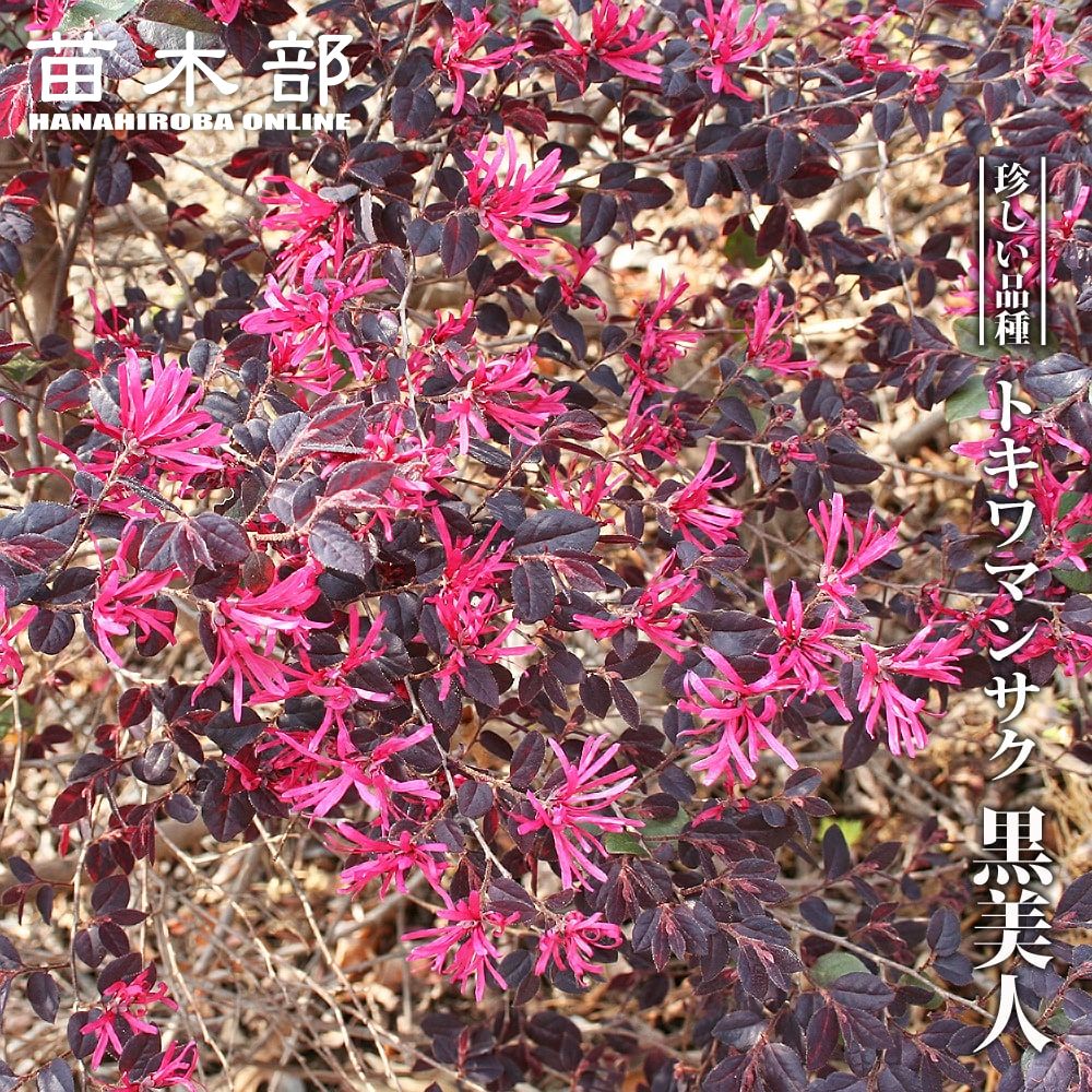 トキワマンサク 黒美人 3 5号ポット苗 ハナヒロバリュー 苗木部 本店 By 花ひろばオンライン