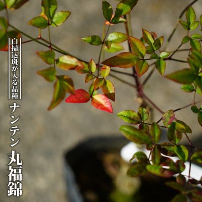 ナンテン トワイライト 苗 販売 苗木部 By 花ひろばオンライン ナンテン トワイライト 苗 販売 苗木部 By 花ひろばオンライン