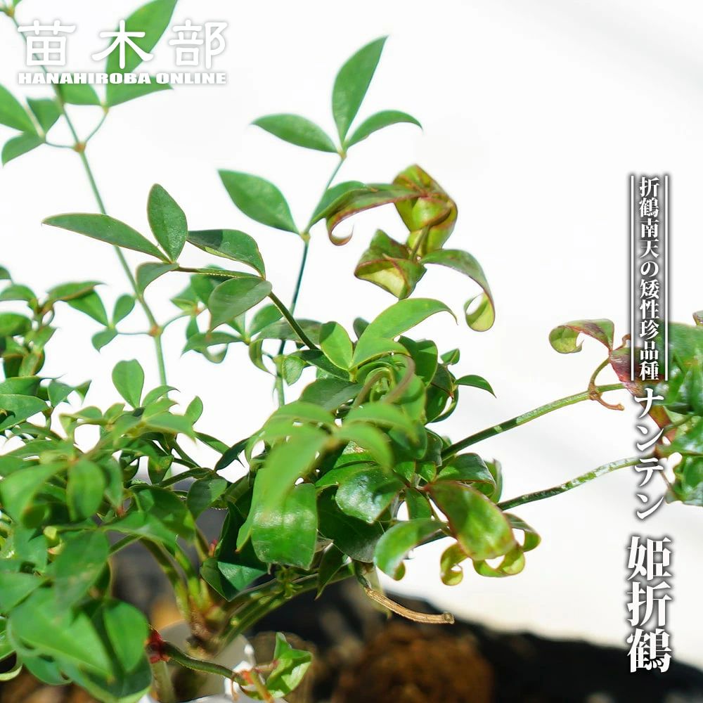 ナンテン レモンライト 苗 販売 苗木部 By 花ひろばオンライン