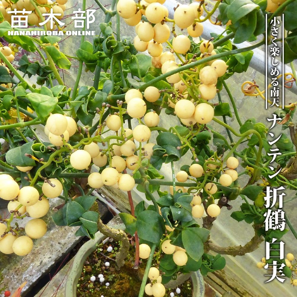 ナンテン 折鶴白実 3 5号ポット苗 ハナヒロバリュー 苗木部 本店 By 花ひろばオンライン