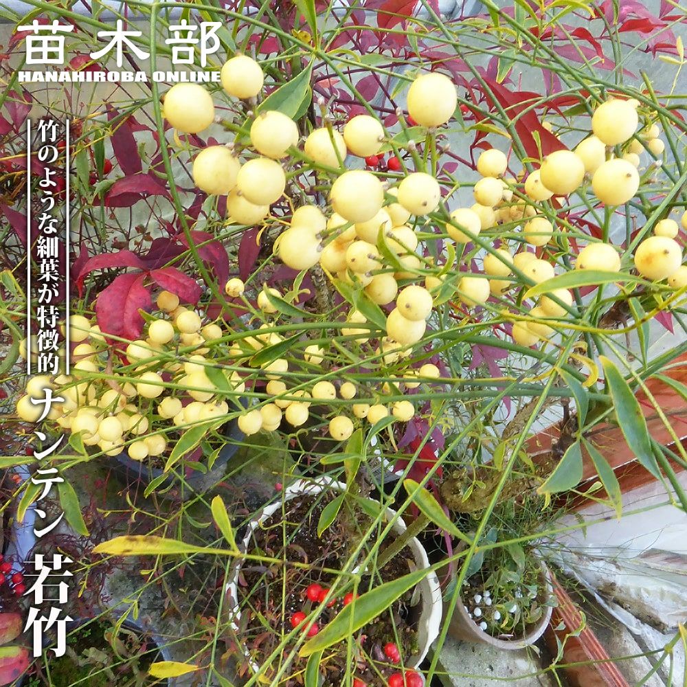 ナンテン レモンライト 苗 販売 苗木部 By 花ひろばオンライン