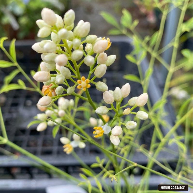 000000050106-03-l.jpg?t=