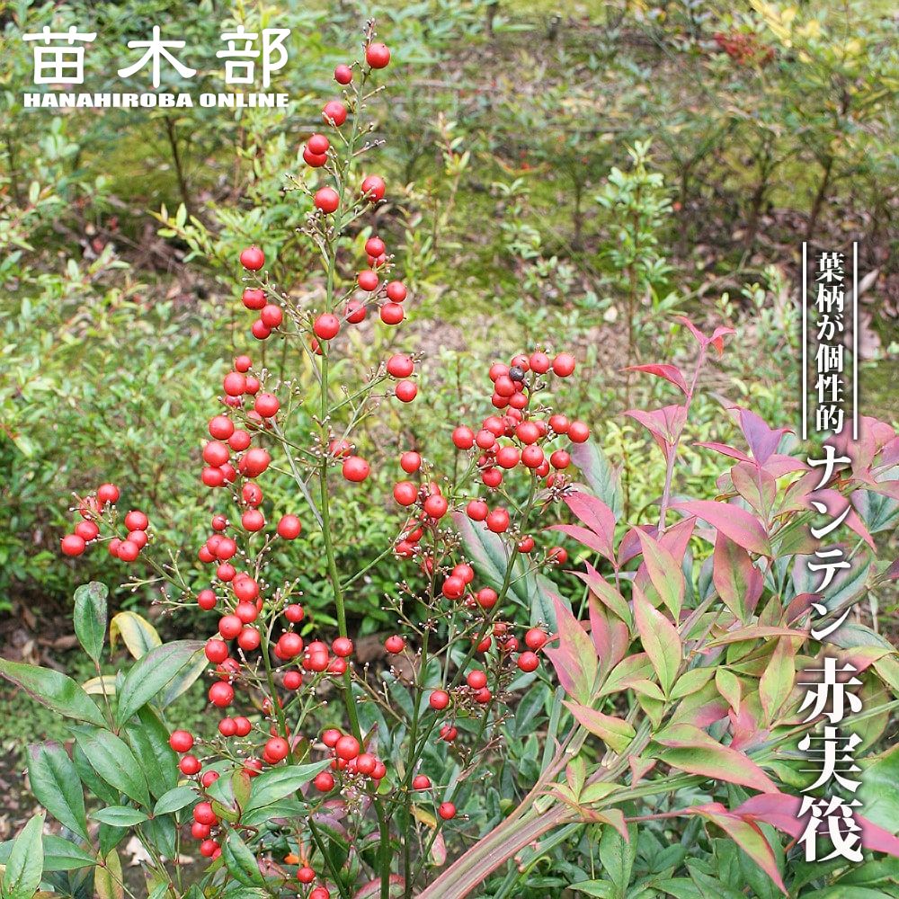 折鶴南天 オリヅルナンテン 根巻き苗 掘り出し物 極上品 苗木部 本店 By 花ひろばオンライン