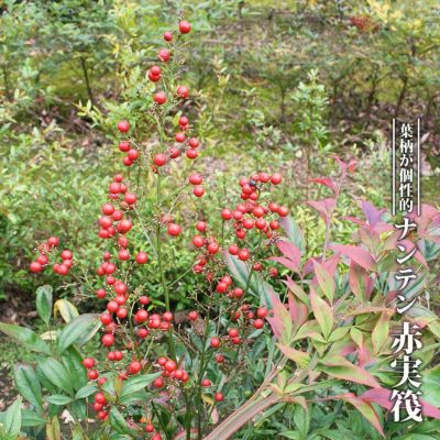 ナンテン レモンライト 苗 販売 苗木部 By 花ひろばオンライン ナンテン レモンライト 苗 販売 苗木部 By 花ひろばオンライン