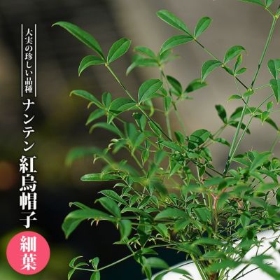ナンテン レモンライト 苗 販売 苗木部 By 花ひろばオンライン ナンテン レモンライト 苗 販売 苗木部 By 花ひろばオンライン
