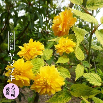 ヒサカキ ビシャガキ ピンク花 3 5号ポット苗 ハナヒロバリュー 苗木部 本店 By 花ひろばオンライン ヒサカキ ビシャガキ ピンク花 3 5号ポット苗 ハナヒロバリュー 苗木部 本店 By 花ひろばオンライン
