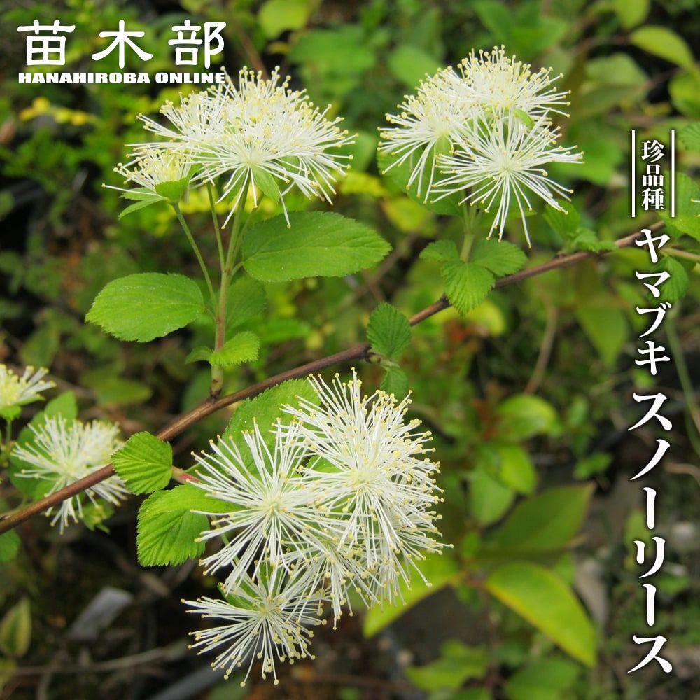 ピンクユキヤナギ フジノピンキー ポット苗 庭木 落葉樹 低木 苗木部 本店 By 花ひろばオンライン