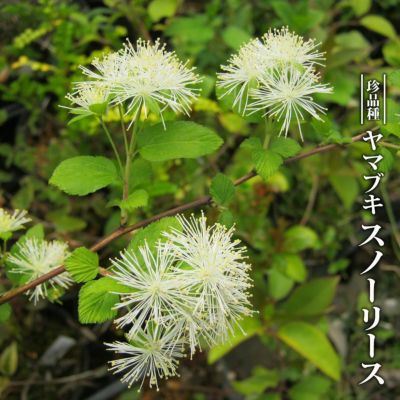 ヤマアジサイ 土佐のまほろば 苗 販売 苗木部 By 花ひろばオンライン ヤマアジサイ 土佐のまほろば 苗 販売 苗木部 By 花ひろばオンライン
