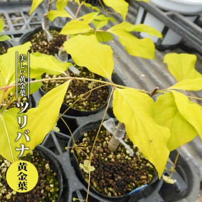 ツリバナ 黄金葉 3 5号ポット苗 ハナヒロバリュー 苗木部 本店 By 花ひろばオンライン ツリバナ 黄金葉 3 5号ポット苗 ハナヒロバリュー 苗木部 本店 By 花ひろばオンライン