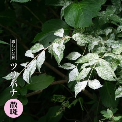 斑入りツリバナ 【散斑（さんぱん・ばらふ）】 3号ポット苗 <br>【ハナヒロバリュー】
