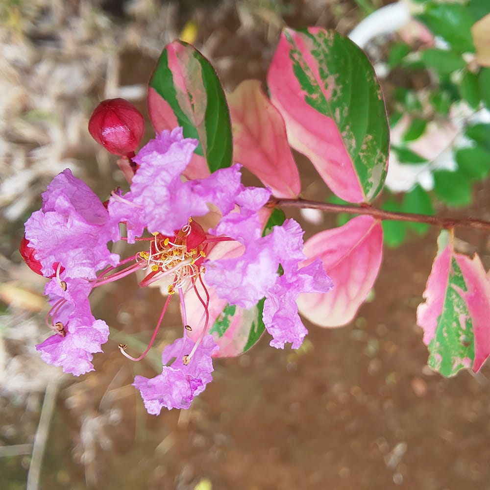 000000050175-02-l.jpg?t=