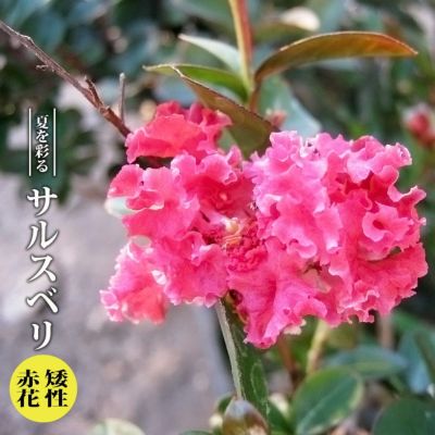 花だらけ❗矮性サルスベリ苗木 赤 レッド 繰り返し何回も咲きます - 植物/観葉植物