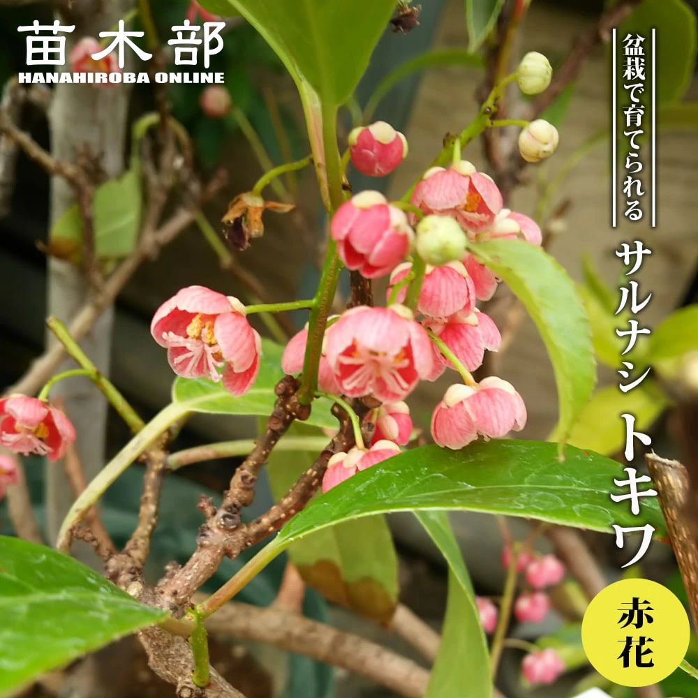 サルナシ 赤花トキワサルナシ 苗 販売 苗木部 By 花ひろばオンライン