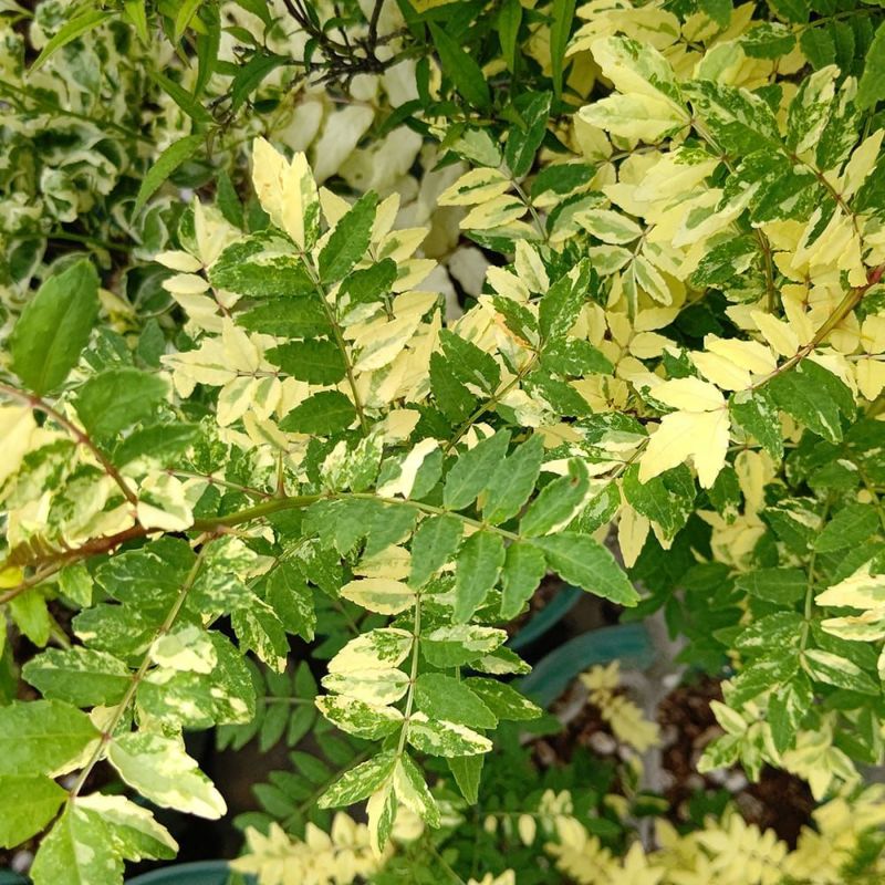 サンショウ　抜き苗　S 000000050186-02-l.jpg?t=