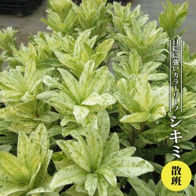 ペトレア・ヴォルビリス 苗 販売 苗木部 By 花ひろばオンライン