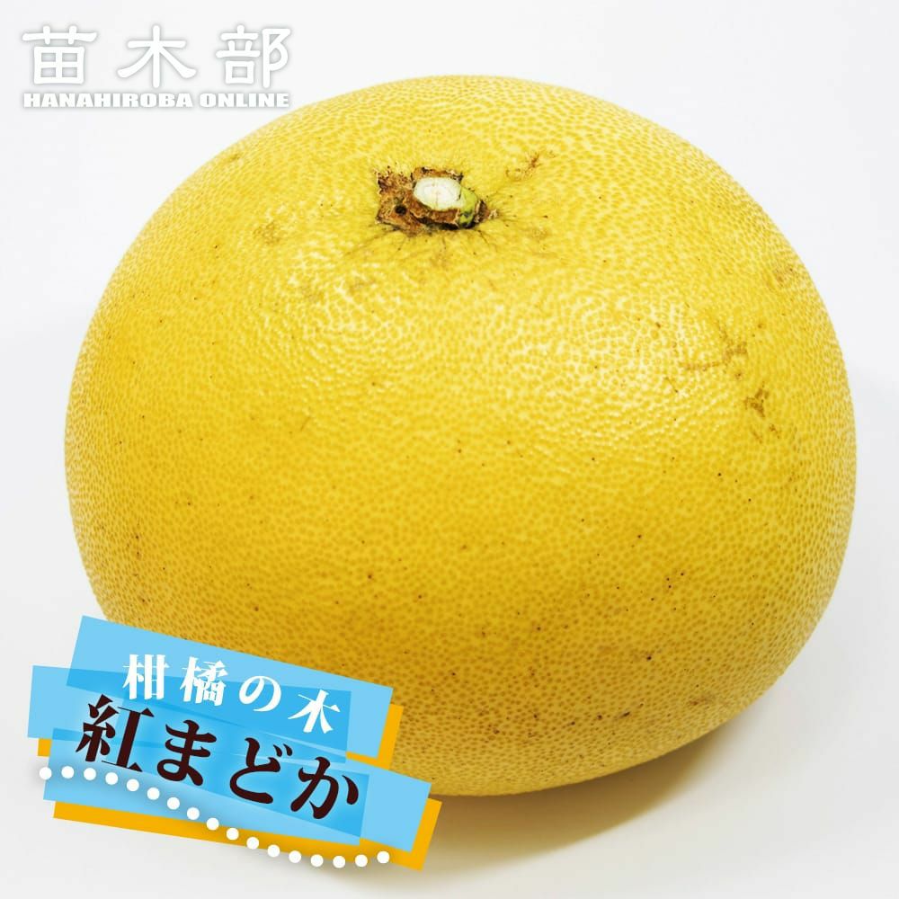 柑橘 レモン とげなしリスボンレモン 苗 販売 苗木部 By 花ひろば