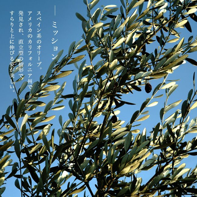 オリーブ ミッションの販売 苗木部 By 花ひろばオンライン
