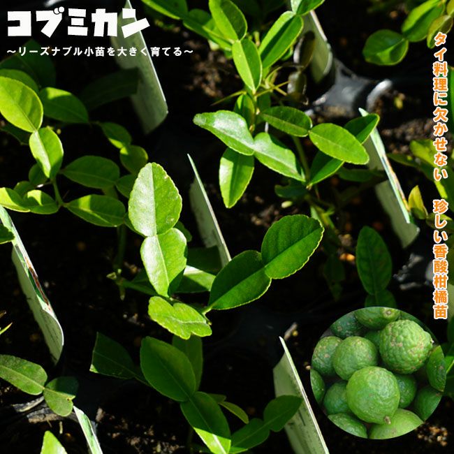 コブミカンの接木苗地植えシリーズ全て単体苗 コブミカンの接木苗地植えシリーズ全て単体苗 - メルカリ