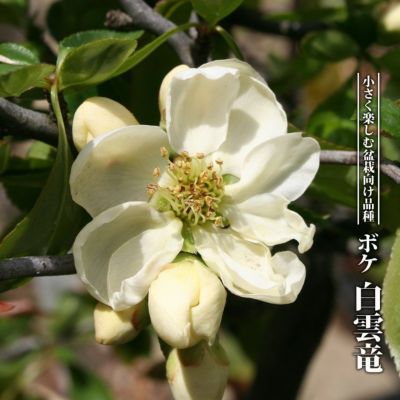 ヒメコブシ 白ヒメコブシ 苗 販売 苗木部 By 花ひろばオンライン ヒメコブシ 白ヒメコブシ 苗 販売 苗木部 By 花ひろばオンライン
