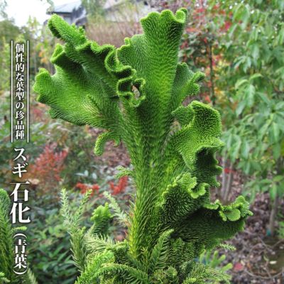 モクマオウ タマモクマオウ 苗 おすすめ 苗木部 By 花ひろばオンライン