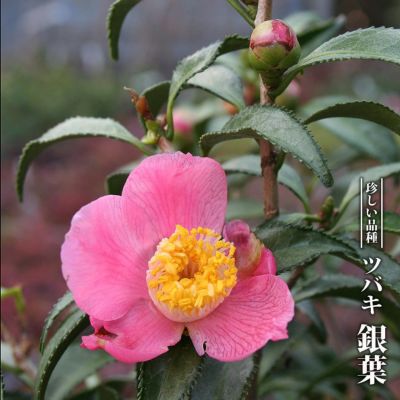 椿（ツバキ） 販売