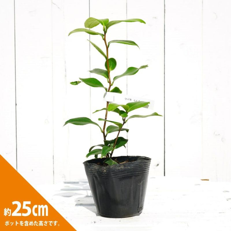 椿 らんちゅう 苗 販売 苗木部 By 花ひろばオンライン