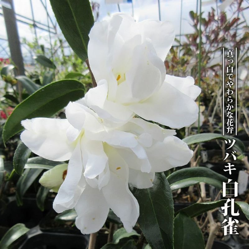 000000050305-01-l.jpg?t=