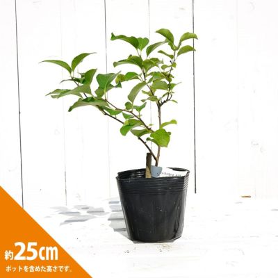 ツルウメモドキ苗 ツルウメモドキ 曙斑の通販 苗木部 By 花ひろばオンライン