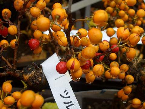 ツルウメモドキ 雌雄受粉セット 苗木の通販 苗木部 By 花ひろばオンライン