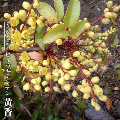 野菜 アスパラガス 大株苗 植え付け時期11月下旬まで 苗木部 本店 By 花ひろばオンライン