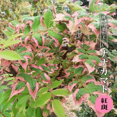 モクレン サヨナラ 根巻き苗 西濃運輸お届け 北海道 沖縄 離島不可 苗木部 本店 By 花ひろばオンライン モクレン サヨナラ 根巻き苗 西濃運輸お届け 北海道 沖縄 離島不可 苗木部 本店 By 花ひろばオンライン