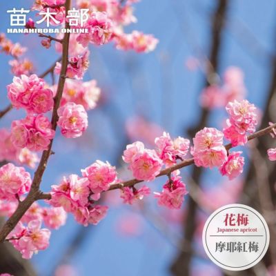 ダシリリオン グラウコフィラムC 000000108035-01-l.jpg?t=