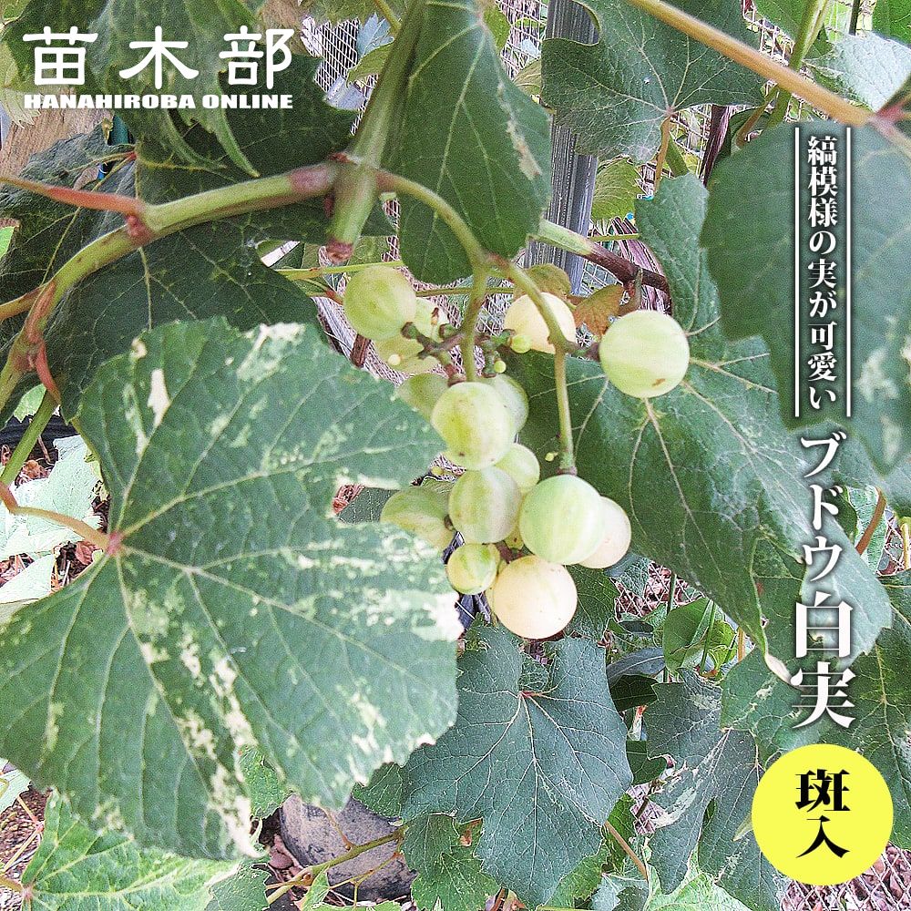 イチジク セレスト 秋果専用種 苗 おすすめ 苗木部 By 花ひろばオンライン