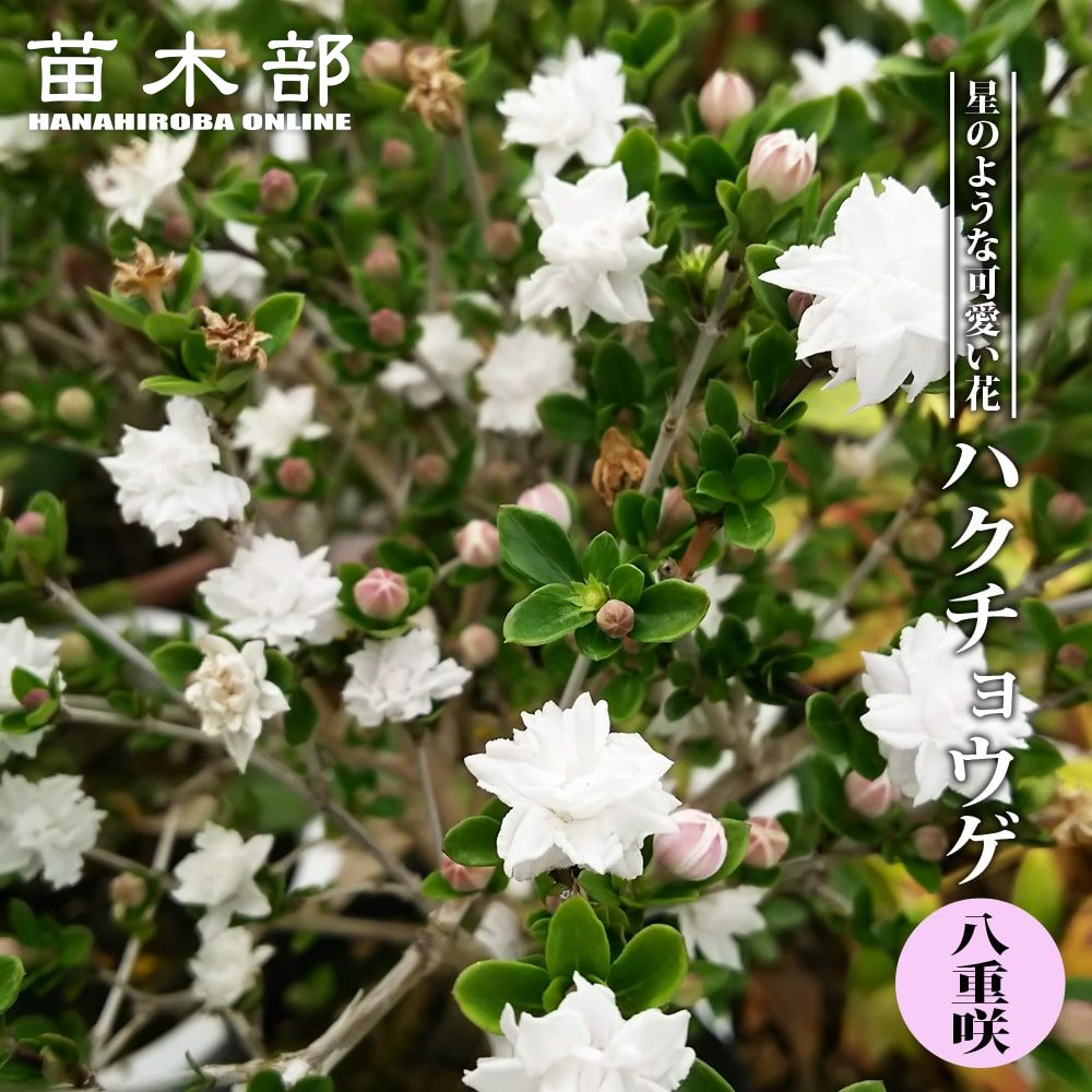 八重咲き クチナシ オオヤエクチナシ 根巻き苗 苗木部 本店 By 花ひろばオンライン