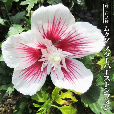 シンパク 糸魚川真柏 斑入の通販 苗木部 By 花ひろばオンライン