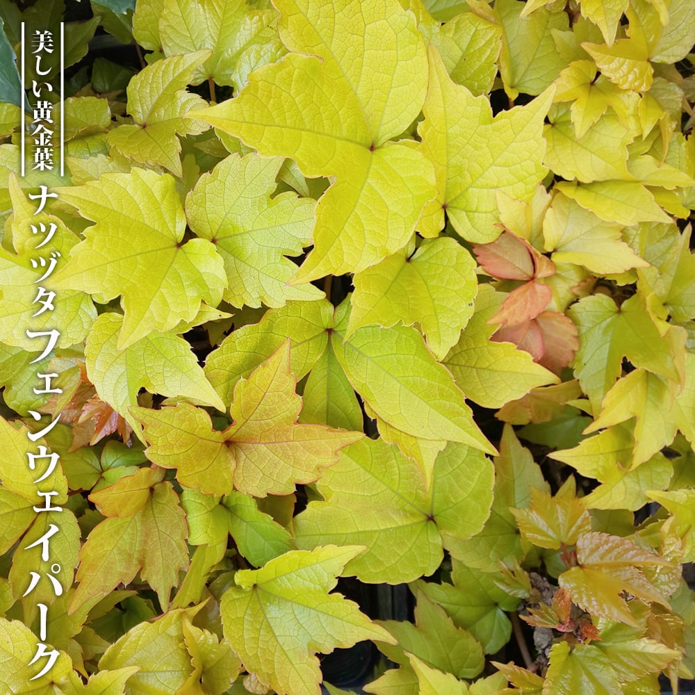 苗 苗木部 By 花ひろばオンライン