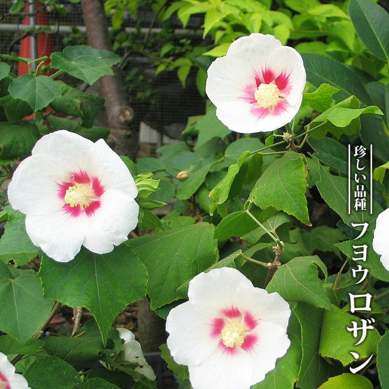 アメリカフヨウ　苗木　6本　まとめ売り アメリカフヨウ 苗木 6本 まとめ売り | 花