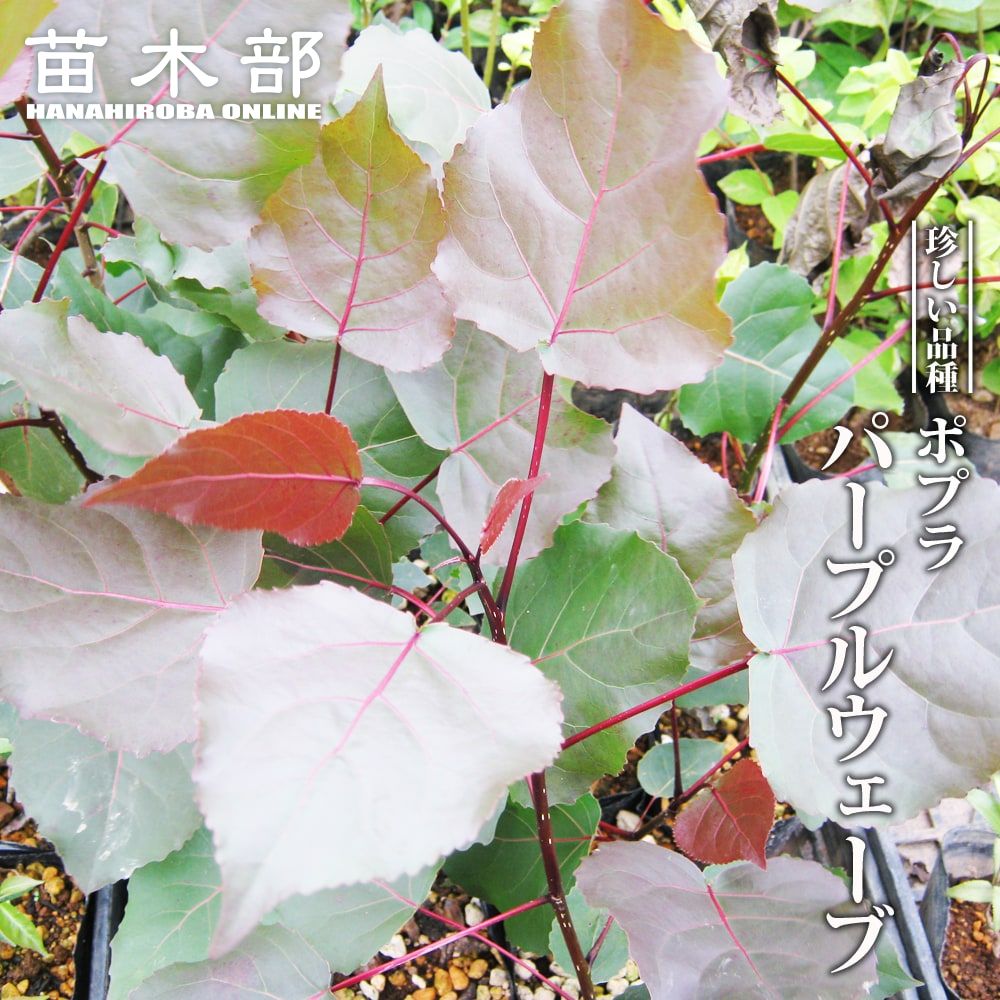 ノーザンハイブッシュ系 ブルーベリー プル 苗 苗木部 By 花ひろばオンライン