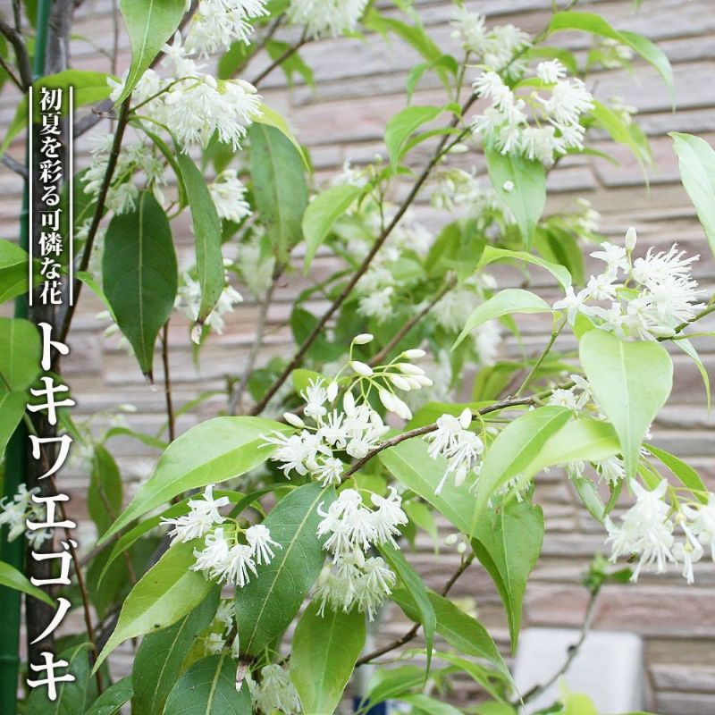 常緑エゴノキ 株立ち - 植物/観葉植物