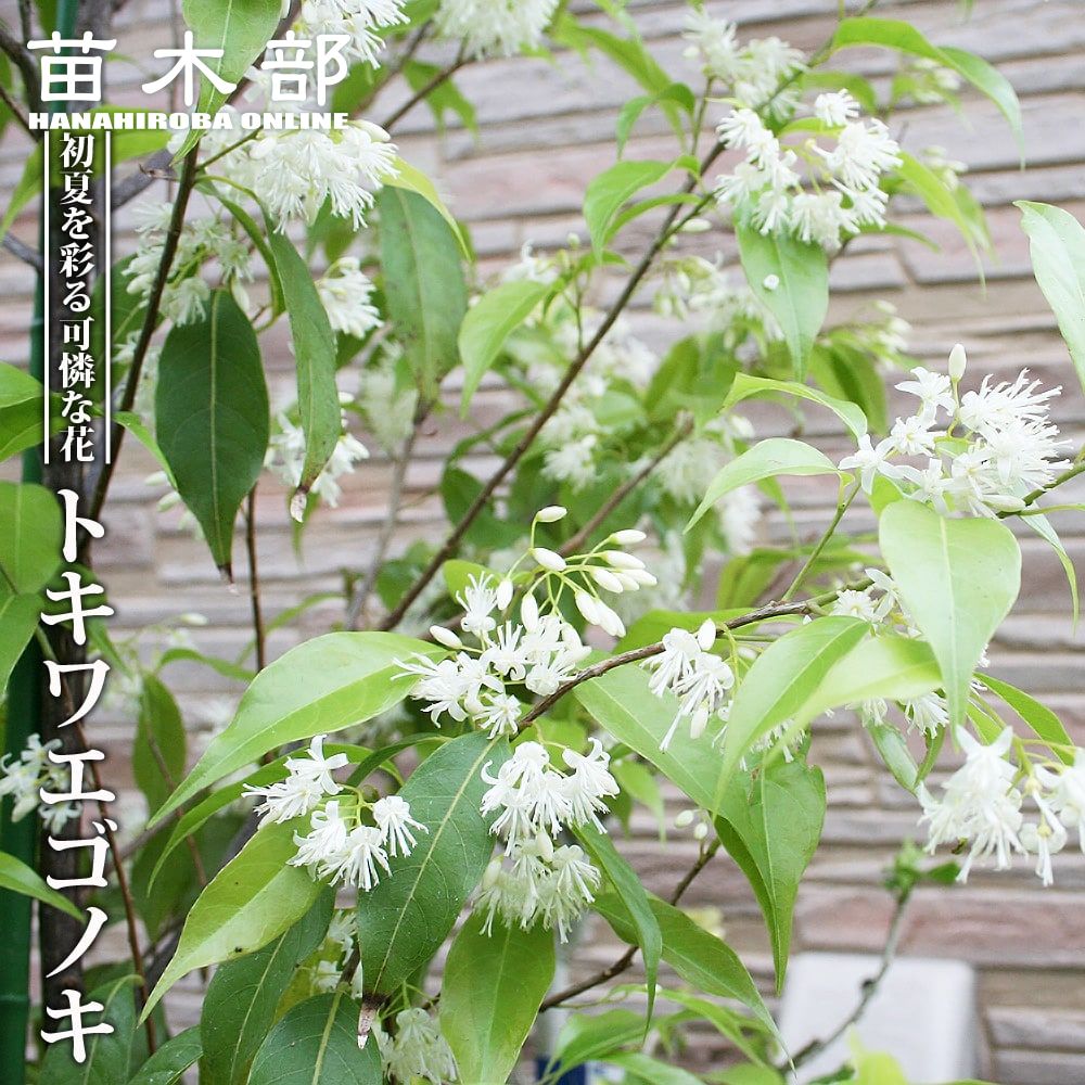 常緑エゴノキ トキワエゴ 苗 通販 苗木部 By 花ひろばオンライン