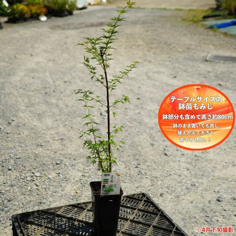 もみじ　10/30までお取り置き Amazon.co.jp: 庭木・植木：おきしもモミジ（置霜）もみじ 紅葉