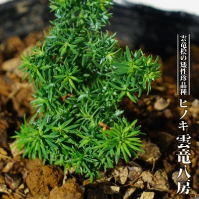 コニファー ムーングロウ 苗 販売 苗木部 By 花ひろばオンライン コニファー ムーングロウ 苗 販売 苗木部 By 花ひろばオンライン