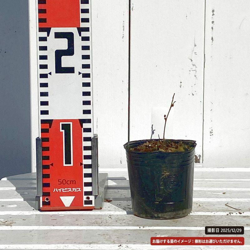 ヒメシャラ♡ 矮性 ヒメシャラ 3.5号ポット苗 | 苗木部 本店 By 花ひろばオンライン