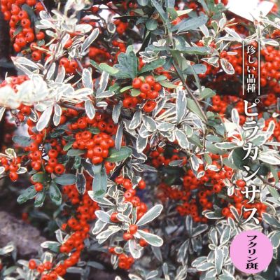 ピラカンサス フクリン斑 3 5号ポット苗 ハナヒロバリュー 苗木部 本店 By 花ひろばオンライン