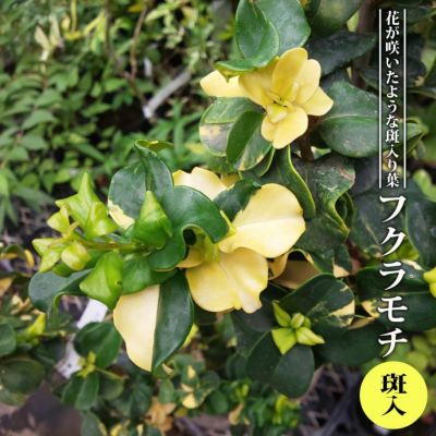 クチナシ ゴールドメダル 苗 販売 苗木部 By 花ひろばオンライン クチナシ ゴールドメダル 苗 販売 苗木部 By 花ひろばオンライン