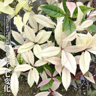 ほおずき 鉢植え 限定販売 夏の風物詩 送料無料 お中元 ギフト プレゼント 誕生日 お祝い 鉢花 多年草 苗木部 本店 By 花ひろばオンライン ほおずき 鉢植え 限定販売 夏の風物詩 送料無料 お中元 ギフト プレゼント 誕生日 お祝い 鉢花 多年草 苗木部 本店 By 花ひろばオンライン