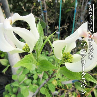 ヤマボウシ 赤花ヤマボウシ サトミ ポット苗 庭木 落葉樹 シンボルツリー 観賞花木 苗木部 本店 By 花ひろばオンライン