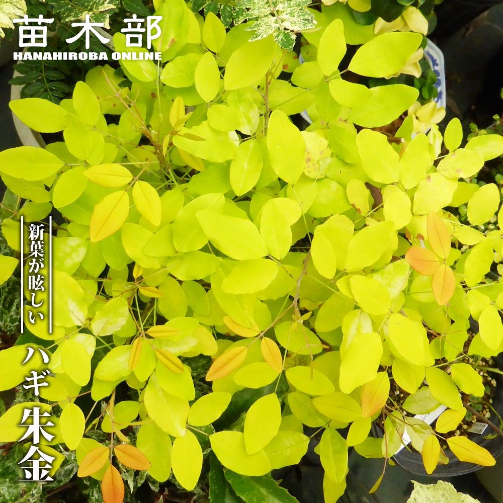 苗 苗木部 By 花ひろばオンライン