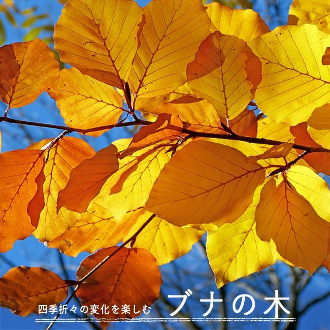 楽天市場】ブナの木 ロングポット苗 庭木 落葉樹 : 苗木部 by